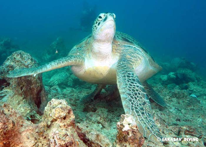 excursions et découvertes à Nosy Be Madagascar